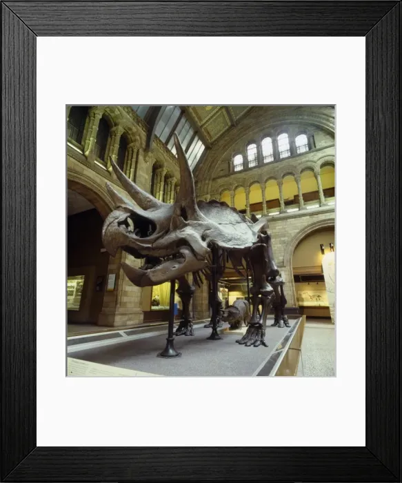 Framed Print : Triceratops skeleton Framed Print : Triceratops skeleton