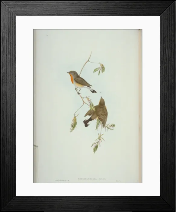 Framed Print : Ficedula parva, red-breasted flycatcher Framed Print : Ficedula parva, red-breasted flycatcher