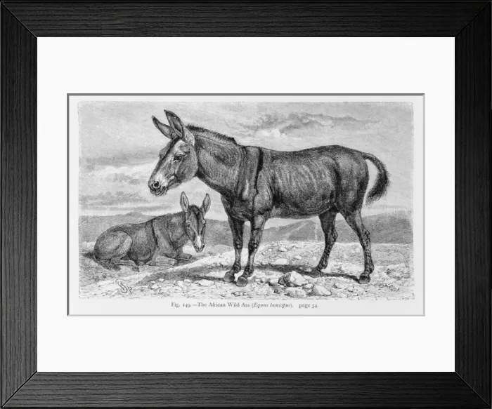 Framed Print : Equus asinus, African wild ass Framed Print : Equus asinus, African wild ass
