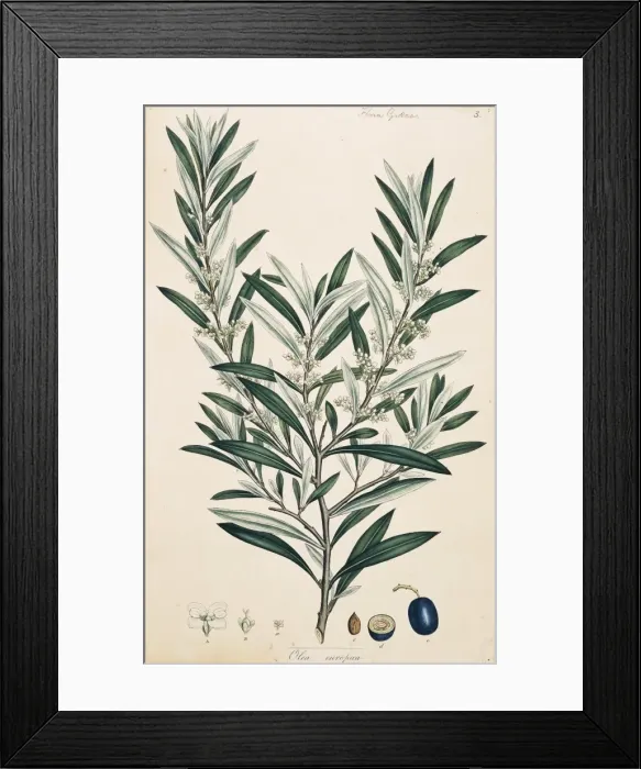 Framed Print : Olea europaea, olive Framed Print : Olea europaea, olive