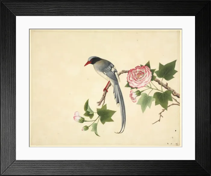 Framed Print : Urocissa erythrorhyncha, red-billed blue magpie Framed Print : Urocissa erythrorhyncha, red-billed blue magpie