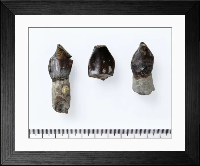 Framed Print : Cetiosauriscus stewarti fossil teeth Framed Print : Cetiosauriscus stewarti fossil teeth
