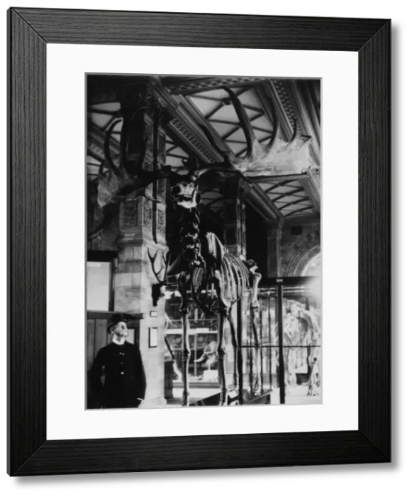 Framed Print : Giant deer, February 1893. The Natural History Museum, Lond Framed Print : Giant deer, February 1893. The Natural History Museum, Lond