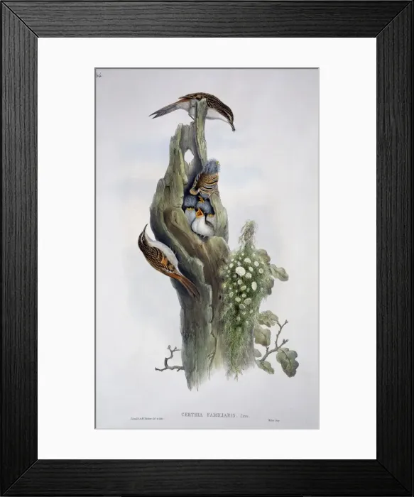 Framed Print : Certhia familiaris, Eurasian treecreeper Framed Print : Certhia familiaris, Eurasian treecreeper