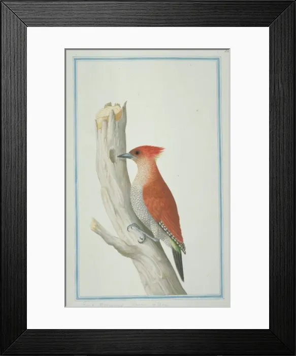 Framed Print : Picus miniaceus, banded woodpecker Framed Print : Picus miniaceus, banded woodpecker