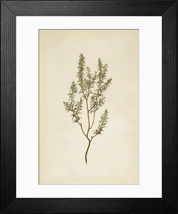 Framed Print : Leptospermum ericoides, kanuka honey Framed Print : Leptospermum ericoides, kanuka honey