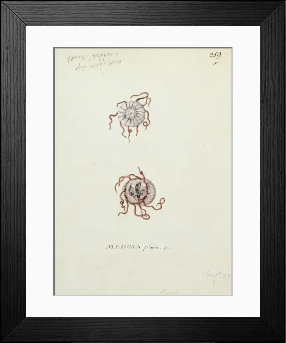 Framed Print : Medusa pelagica, jellyfish Framed Print : Medusa pelagica, jellyfish
