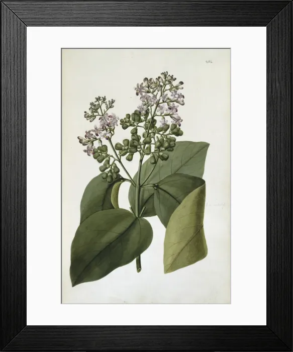 Framed Print : Gmelina macrophylla Framed Print : Gmelina macrophylla