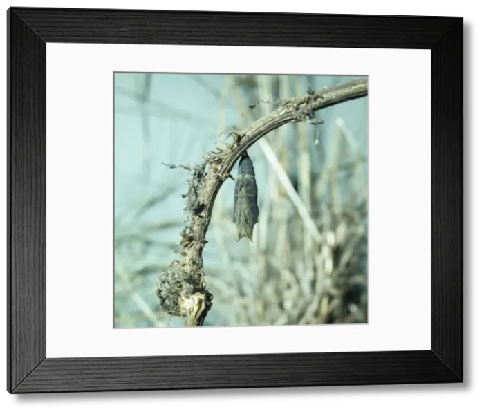 Framed Print : Inachis io, peacock butterfly caterpillar Framed Print : Inachis io, peacock butterfly caterpillar