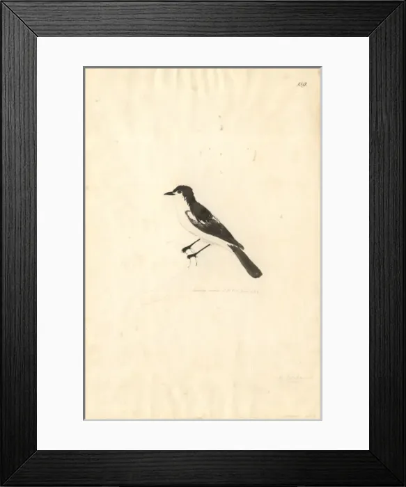 Framed Print : Lalage leucopyga, long-tailed triller Framed Print : Lalage leucopyga, long-tailed triller