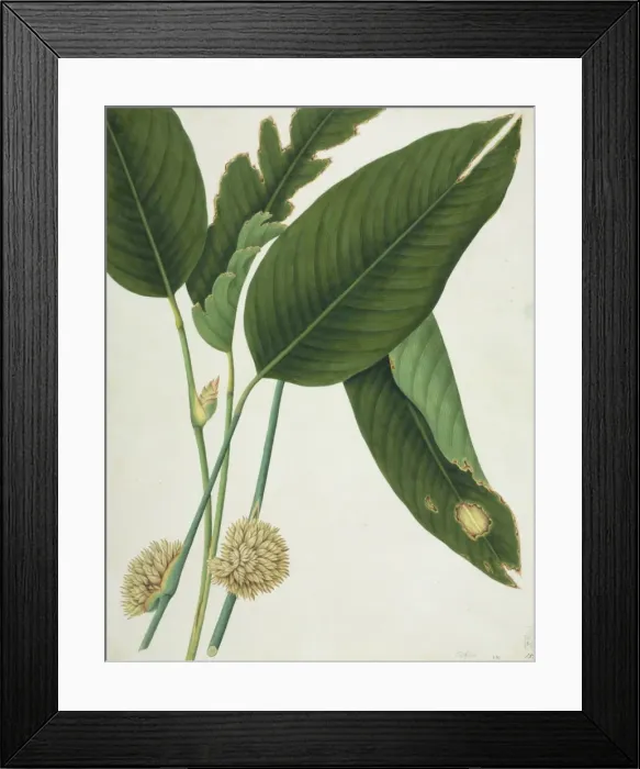 Framed Print : Phrymium sp Framed Print : Phrymium sp