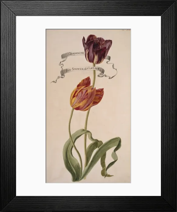 Framed Print : Chrisolido & Bys Souverain le Crep, tulips Framed Print : Chrisolido & Bys Souverain le Crep, tulips