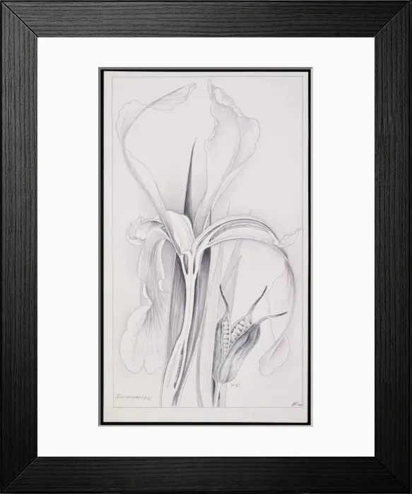 Framed Print : Iris sanguinea Framed Print : Iris sanguinea