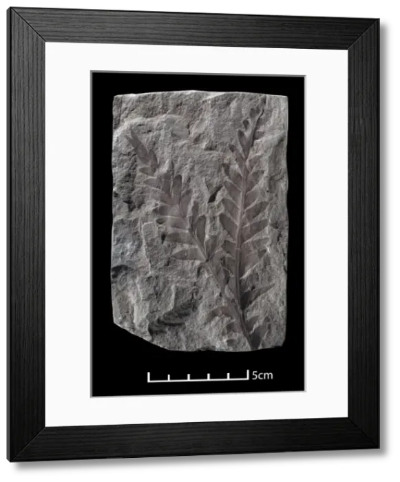 Framed Print : Dicroidium sp. seed fern Framed Print : Dicroidium sp. seed fern