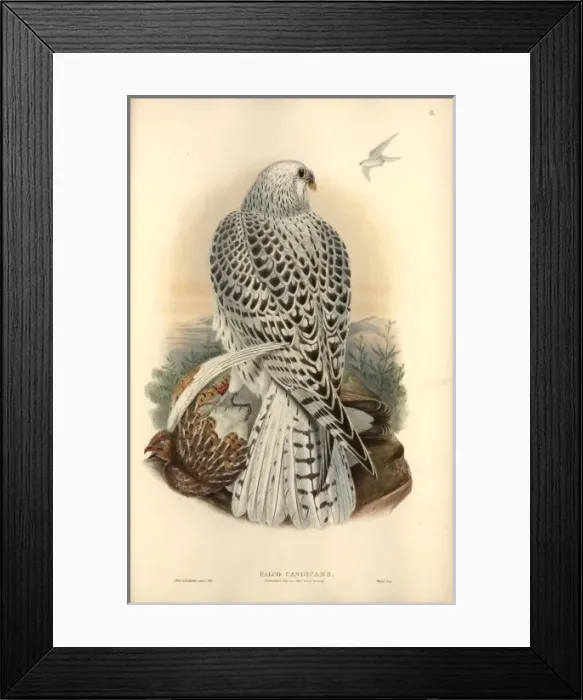 Framed Print : Falco rusticolus, gyrfalcon Framed Print : Falco rusticolus, gyrfalcon