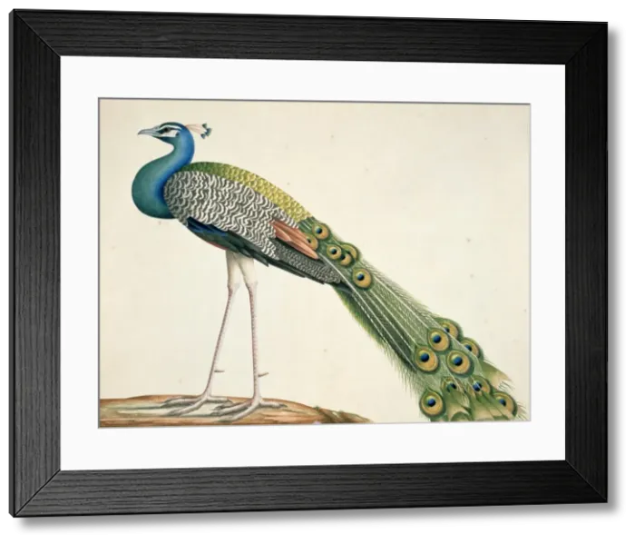 Framed Print : Pavo cristatus, Indian peafowl Framed Print : Pavo cristatus, Indian peafowl