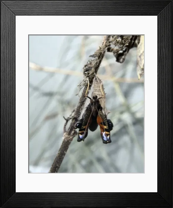Framed Print : Inachis io, peacock butterfly, emerging from its pupa Framed Print : Inachis io, peacock butterfly, emerging from its pupa
