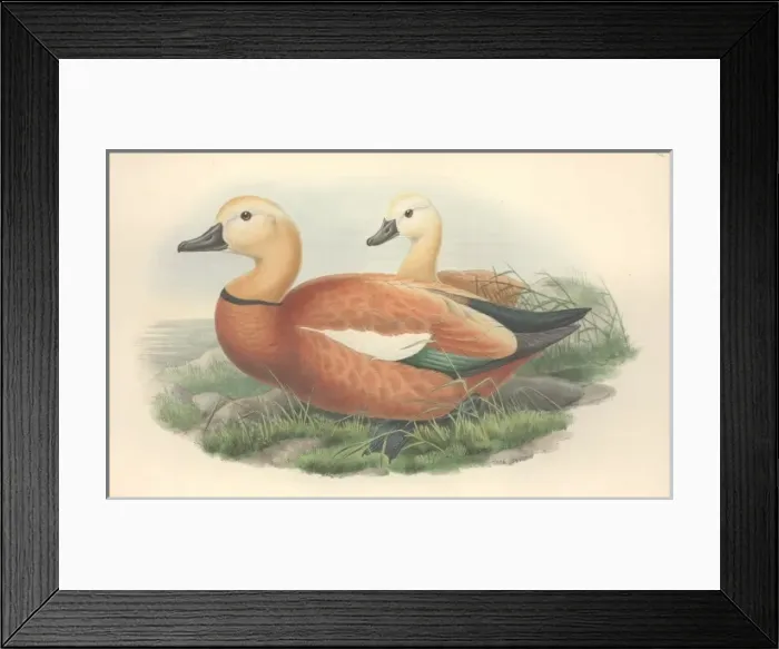 Framed Print : Tadorna ferruginea, ruddy shelduck Framed Print : Tadorna ferruginea, ruddy shelduck
