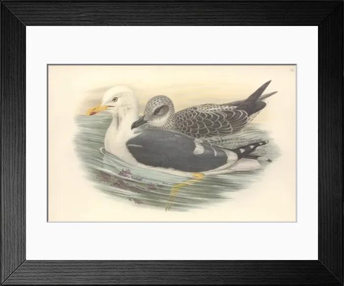Framed Print : Larus fuscus, lesser black-backed gull Framed Print : Larus fuscus, lesser black-backed gull