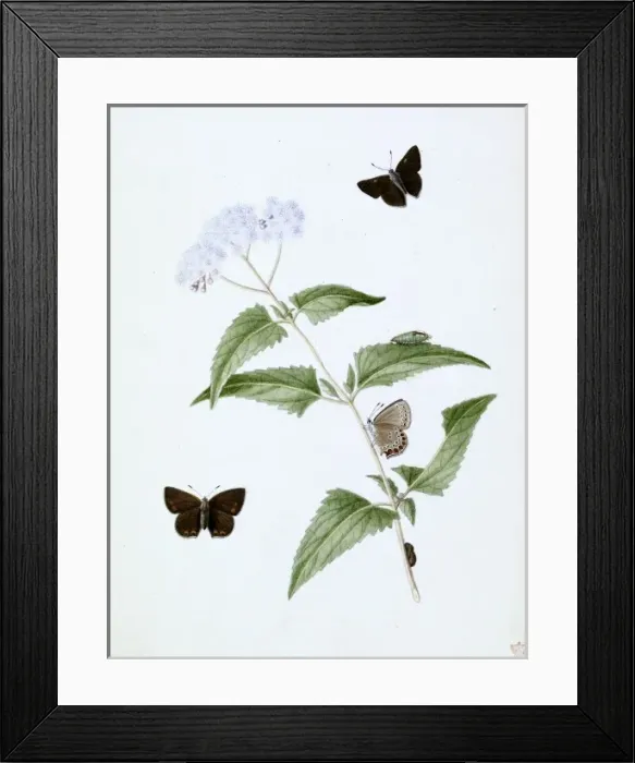 Framed Print : Papilio, little brown butterfly Framed Print : Papilio, little brown butterfly
