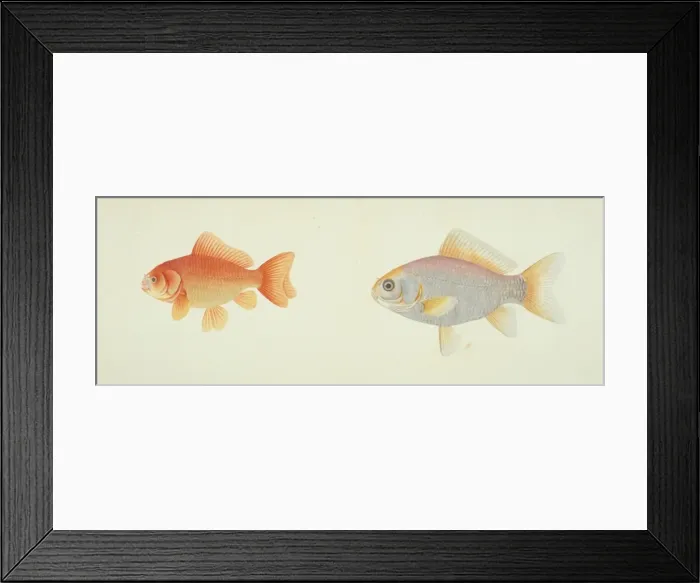 Framed Print : Plate 134 from the John Reeves Collection Framed Print : Plate 134 from the John Reeves Collection