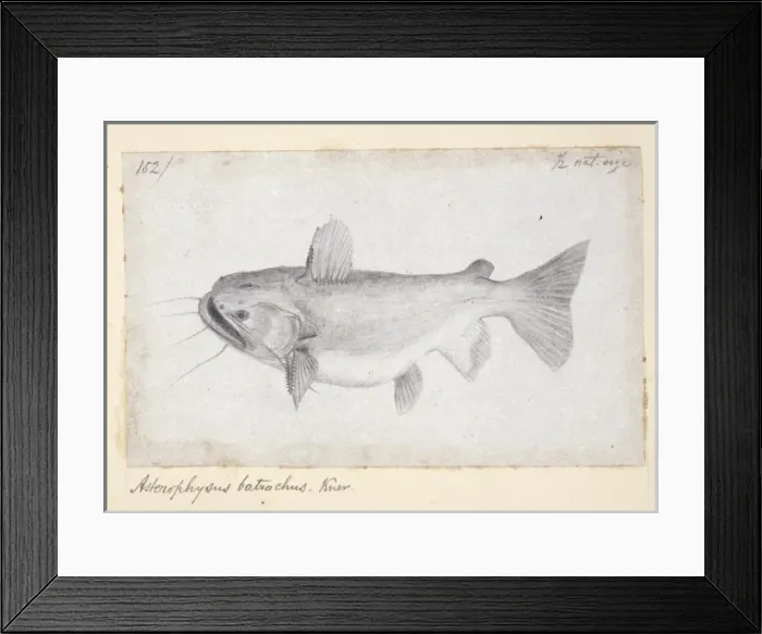 Framed Print : Ancistrus gibbiceps, Knu Framed Print : Ancistrus gibbiceps, Knu