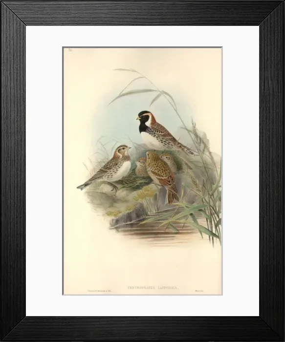 Framed Print : Calcarius lapponicus, Lapland longspur Framed Print : Calcarius lapponicus, Lapland longspur
