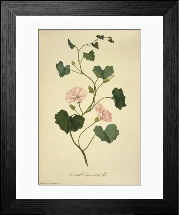 Framed Print : Calystegia tuguriorum, powhiwhi Framed Print : Calystegia tuguriorum, powhiwhi