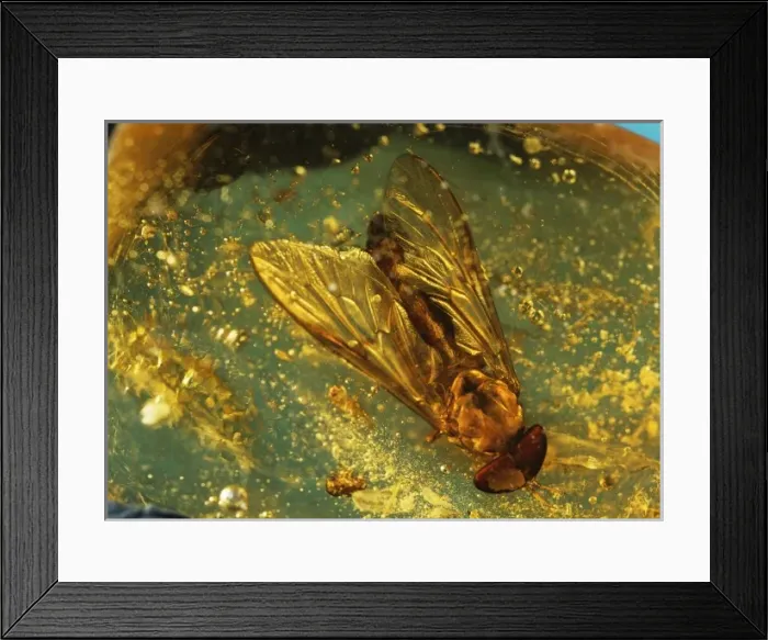Framed Print : Horse-fly in resin Framed Print : Horse-fly in resin