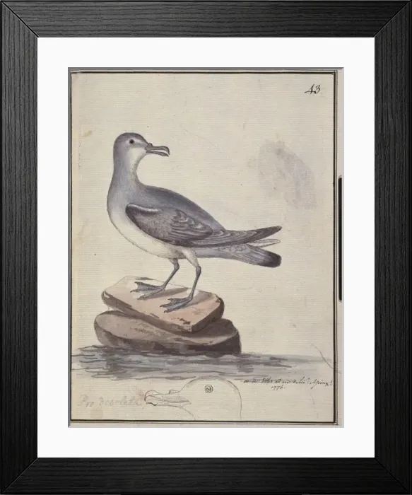 Framed Print : Pachyptila belcheri, slender-billed prion Framed Print : Pachyptila belcheri, slender-billed prion