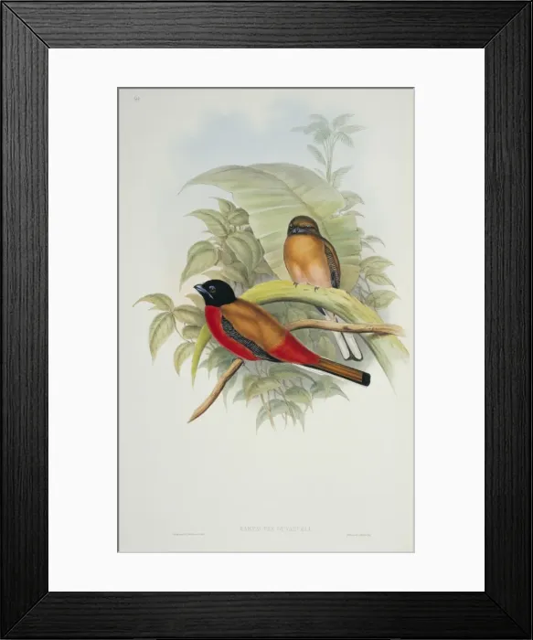 Framed Print : Harpactes duvaucelii, scarlet-rumped trogon Framed Print : Harpactes duvaucelii, scarlet-rumped trogon