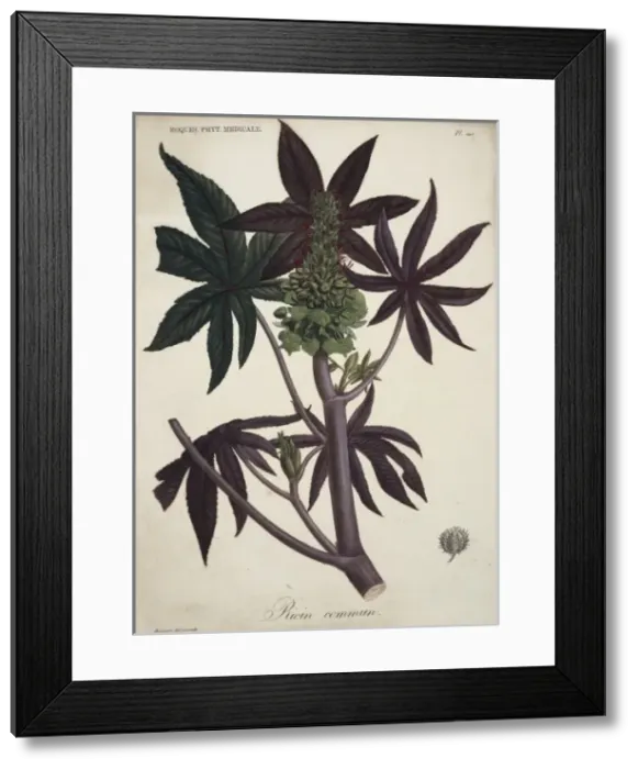 Framed Print : Rhododendron ponticum, pontic rhododendron Framed Print : Rhododendron ponticum, pontic rhododendron