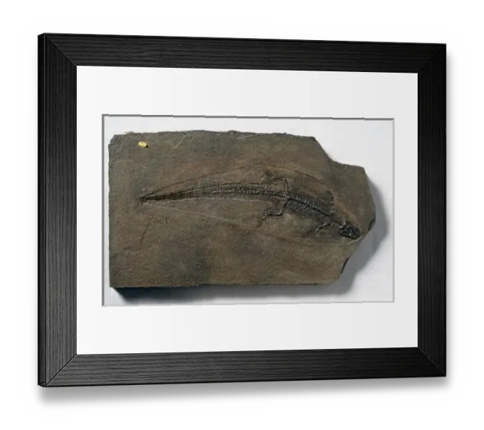 Framed Print : Sharovisaurus karatauensis Framed Print : Sharovisaurus karatauensis