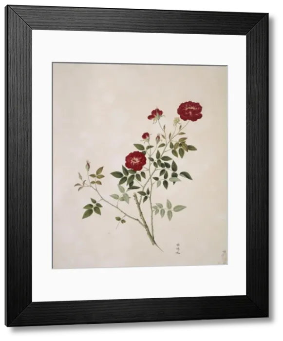 Framed Print : Rosa cf. chinensis, china rose Framed Print : Rosa cf. chinensis, china rose