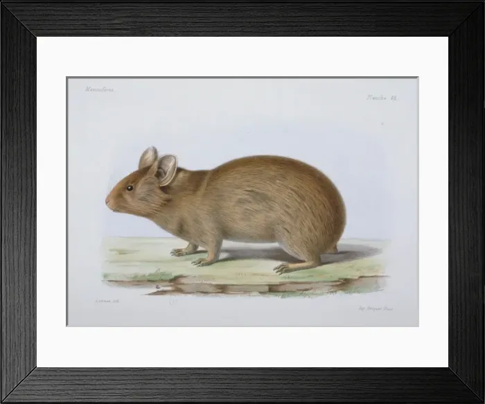 Framed Print : Lagomys tibetanus Framed Print : Lagomys tibetanus