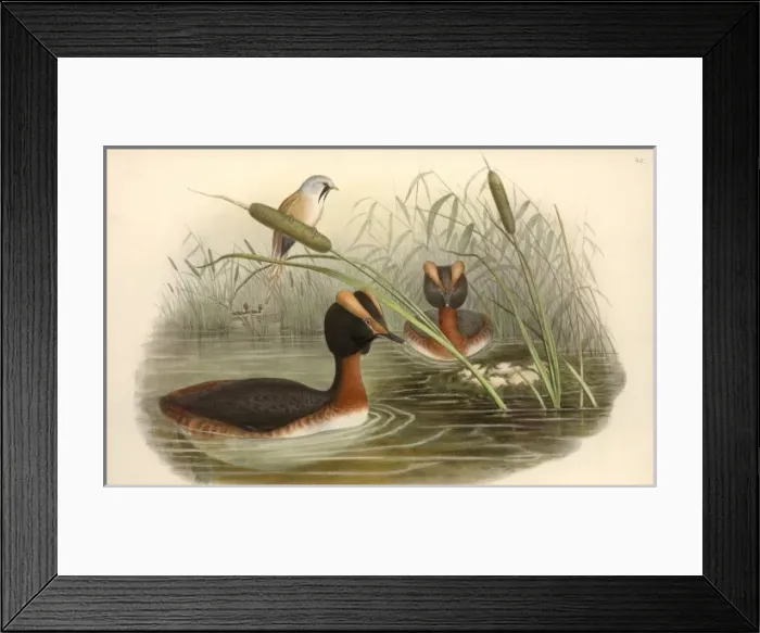 Framed Print : Podiceps auritus, Slavonian grebe, Panurus biamarus, bearded Framed Print : Podiceps auritus, Slavonian grebe, Panurus biamarus, bearded