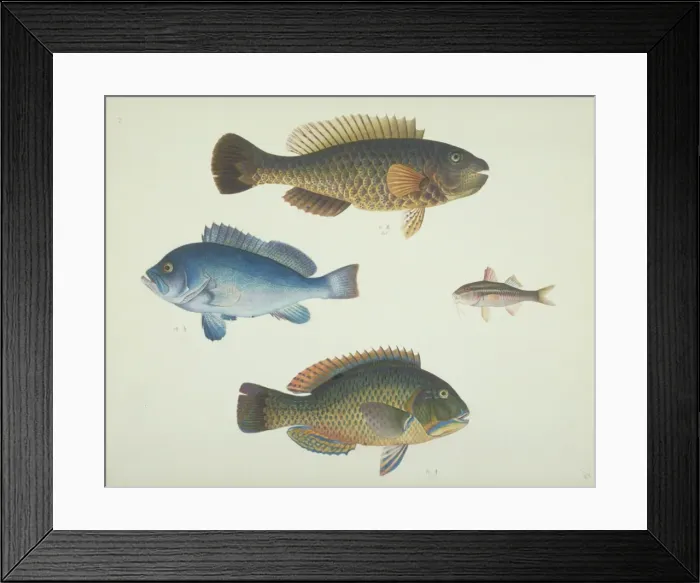 Framed Print : LS Plate 162 from the John Reeves Collection Framed Print : LS Plate 162 from the John Reeves Collection