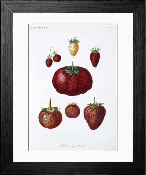 Framed Print : Various Fruit Framed Print : Various Fruit