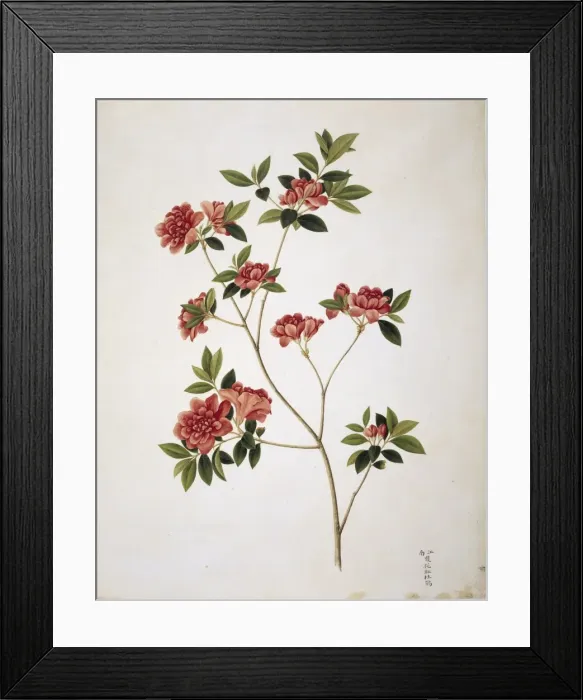 Framed Print : Flower Illustration from the Reeves Collection Framed Print : Flower Illustration from the Reeves Collection