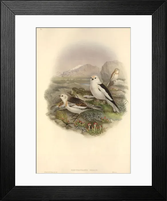 Framed Print : Plectrophenax nivalis, snow bunting Framed Print : Plectrophenax nivalis, snow bunting