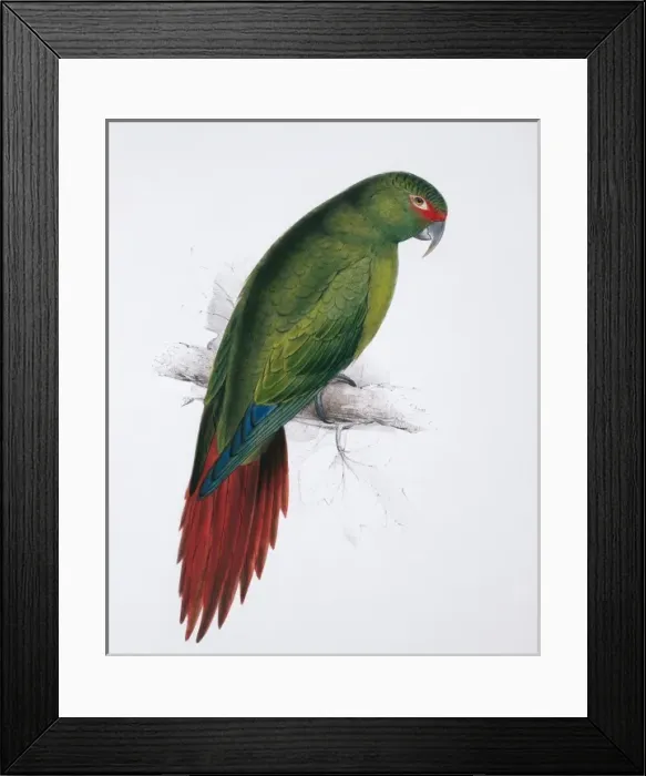 Framed Print : Enicognathus leptorhynchus, slender-billed parakeet Framed Print : Enicognathus leptorhynchus, slender-billed parakeet