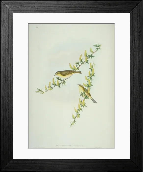 Framed Print : Phylloscopus trochilus, willow warbler Framed Print : Phylloscopus trochilus, willow warbler