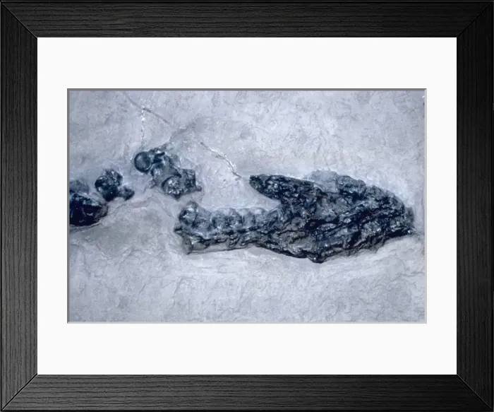 Framed Print : Plesiosaurus dolichodeirus: Head and neck Framed Print : Plesiosaurus dolichodeirus: Head and neck