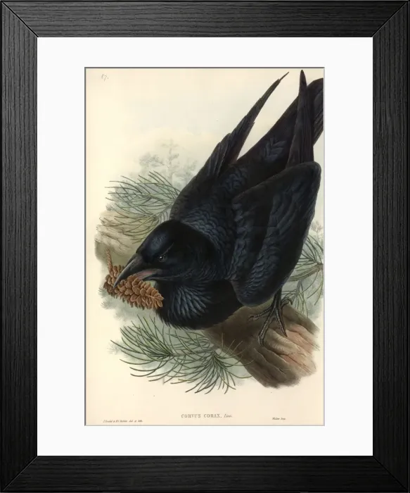 Framed Print : Corvus corax, common raven Framed Print : Corvus corax, common raven
