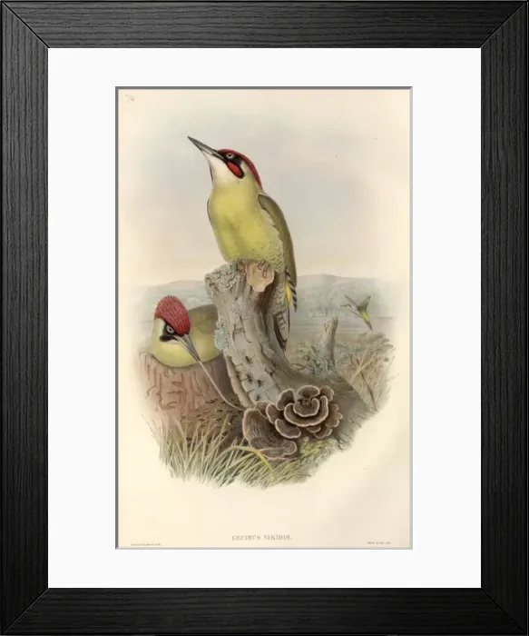 Framed Print : Picus viridis, green woodpecker Framed Print : Picus viridis, green woodpecker