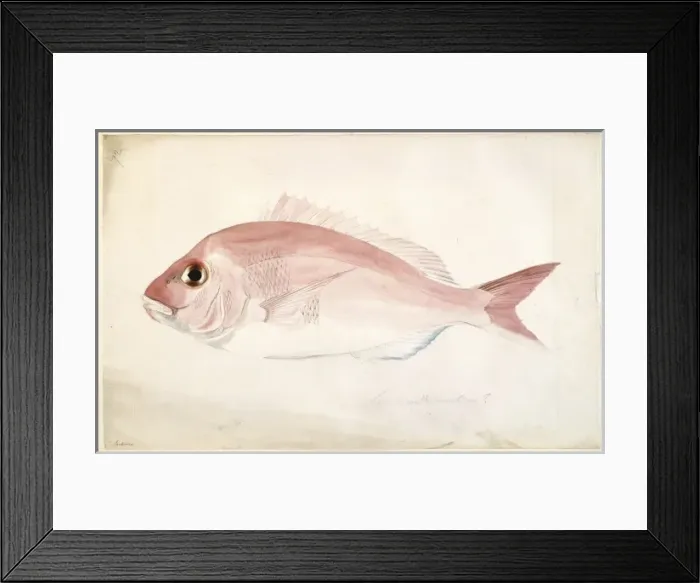 Framed Print : Pagrosomus auratus, snapper Framed Print : Pagrosomus auratus, snapper