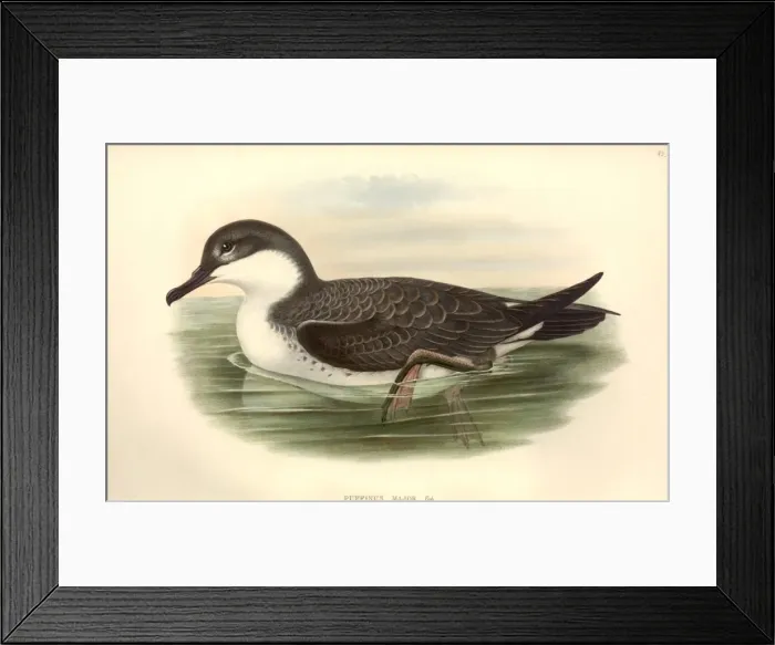 Framed Print : Puffinus gravis, great shearwater Framed Print : Puffinus gravis, great shearwater