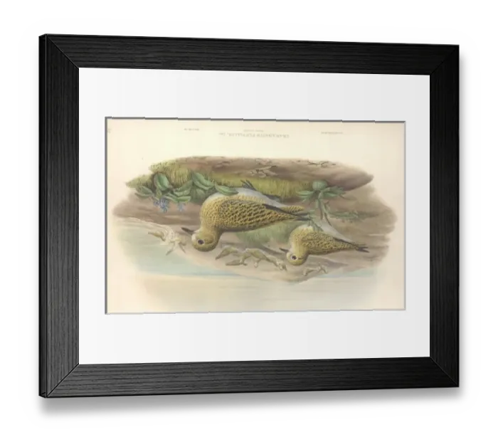 Framed Print : Pluvialis apricaria, Eurasian golden plover Framed Print : Pluvialis apricaria, Eurasian golden plover