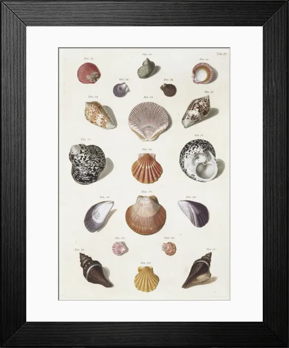 Framed Print : Collection of shells Framed Print : Collection of shells