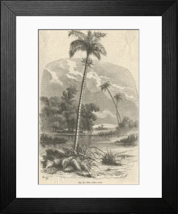 Framed Print : Chrysalidocarpus lutescens, areca palm Framed Print : Chrysalidocarpus lutescens, areca palm